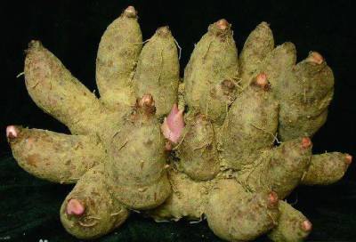 鸡爪芋煲塘鲺黑豆